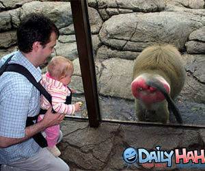 Monkey Hates Tourist