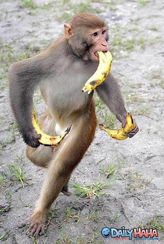 Banana Crazy Monkey