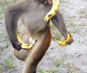 Banana Crazy Monkey