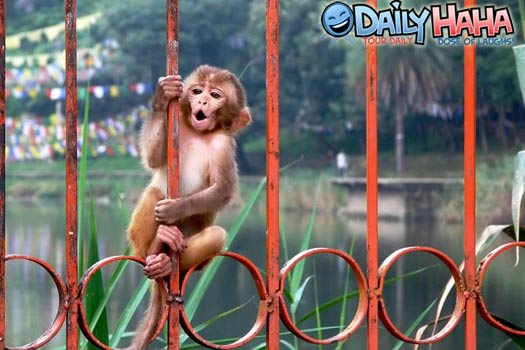 Monkey Bars