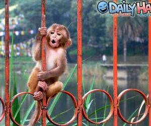 Monkey Bars