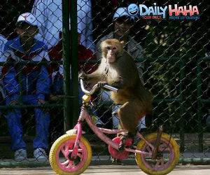 Monkey Bike Rider Picture