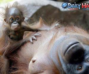 Hilarious Monkey Face