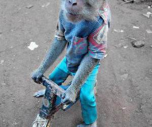 Monkey Riding a Bike