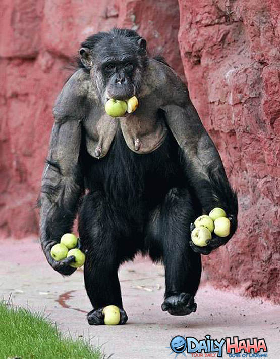 Monkey with apples Picture