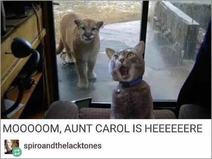 moooom aunt carol is here funny picture