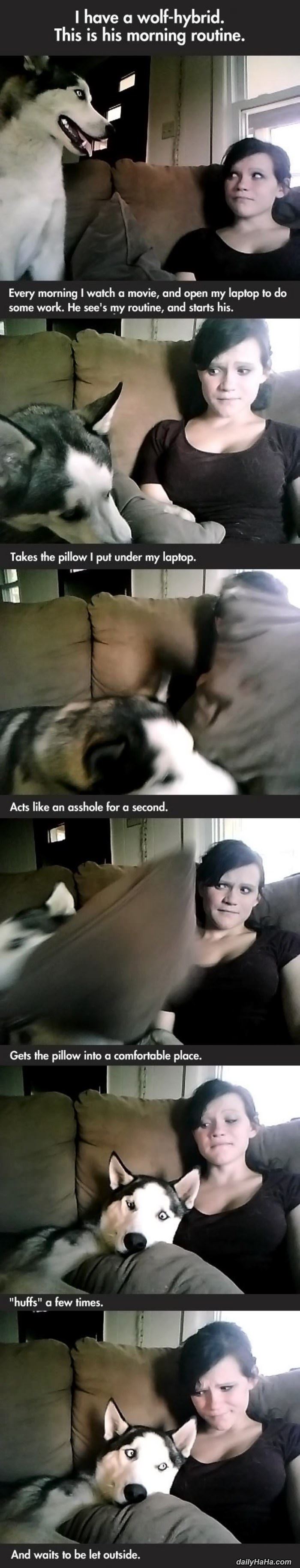 morning routine with my wolf funny picture