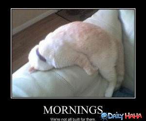 Mornings funny picture