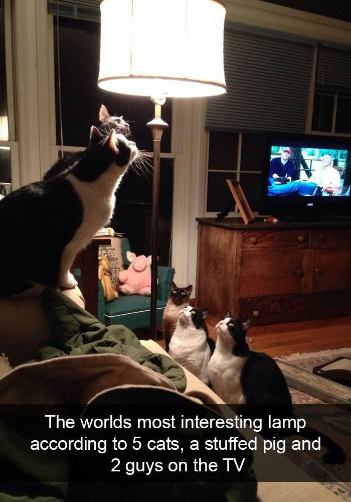 most interesting lamp