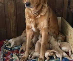 motherhood funny picture