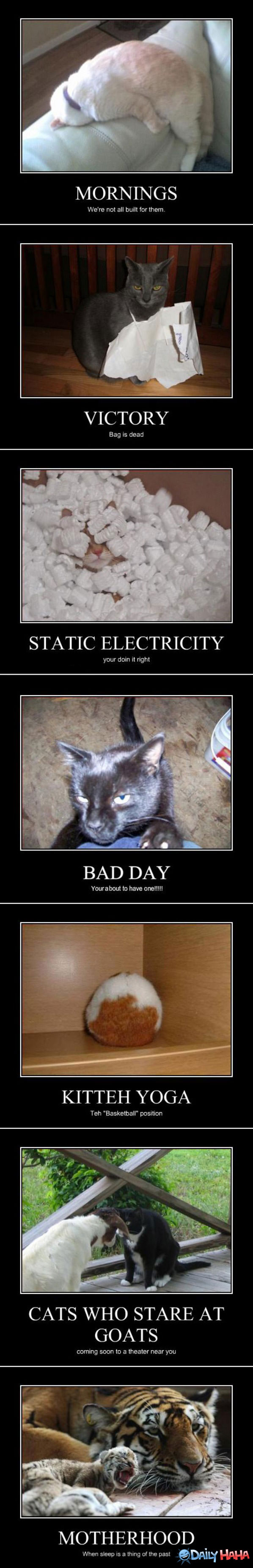 Moticats Compilation funny picture