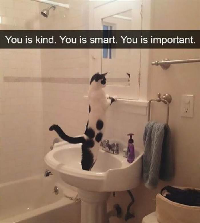 motivation cat