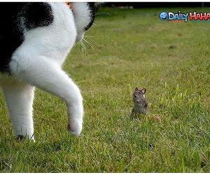 Mouse Cat Beleive It