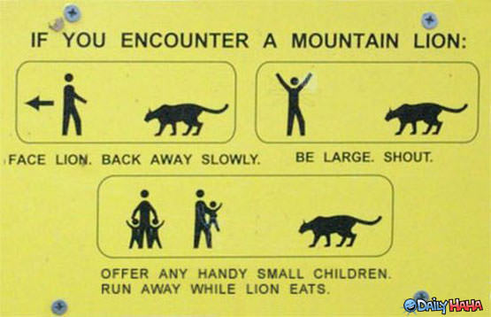 Mountain Lion Encounter