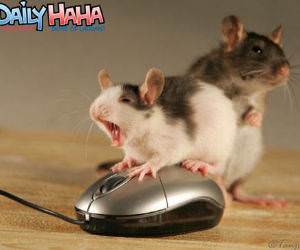 Mouse Love