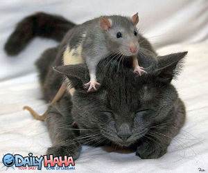 Mouse Massaging Cat Picture