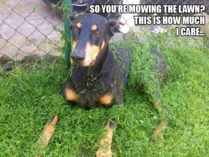 mowing the lawn funny picture
