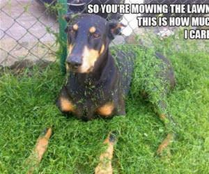 mowing the lawn funny picture