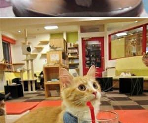 munchkin cats funny picture