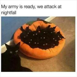my army is ready ... 2