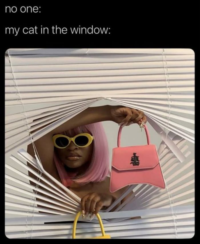 my cat in the window