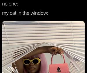 my cat in the window