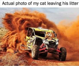 my cat leaving the litter box
