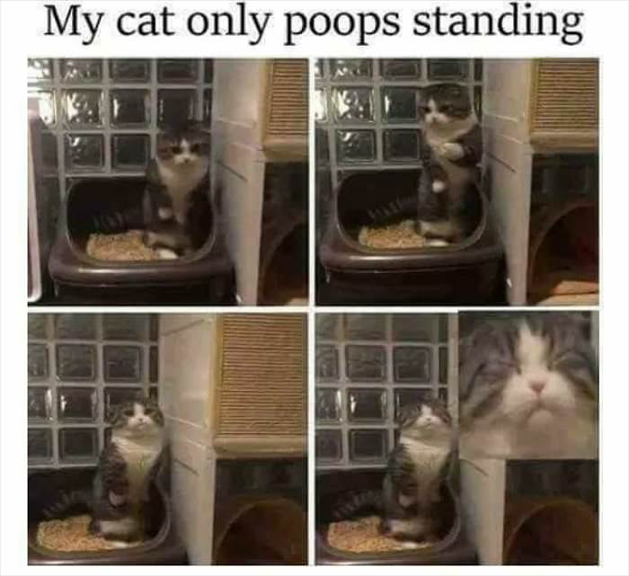 my cat poops standing