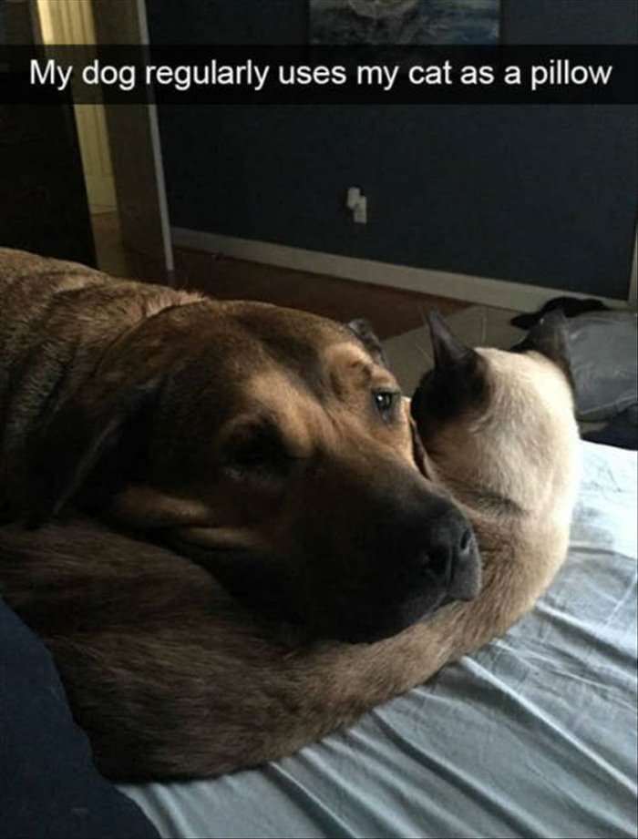 my dog uses my cat as a pillow ... 2