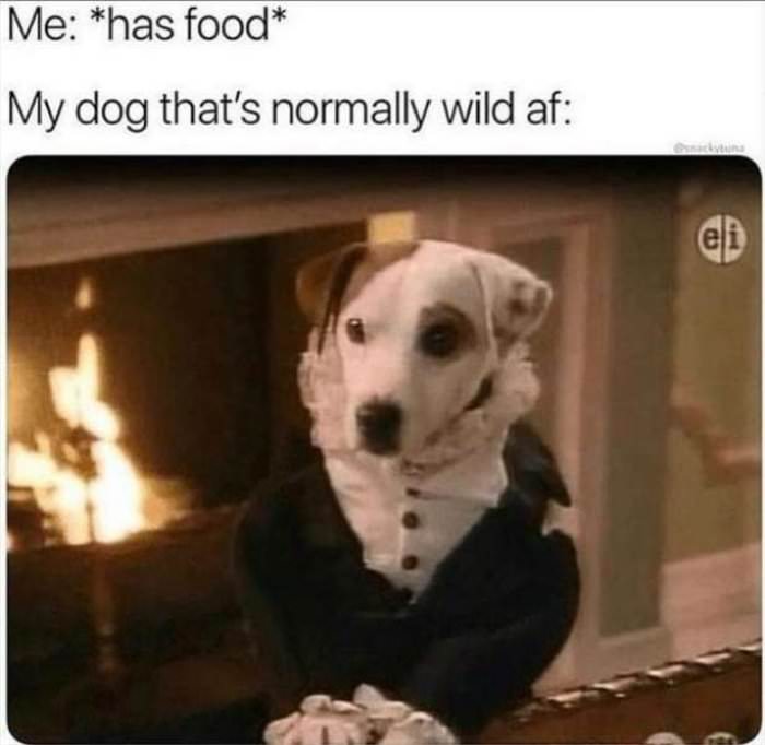 my dog when food is around