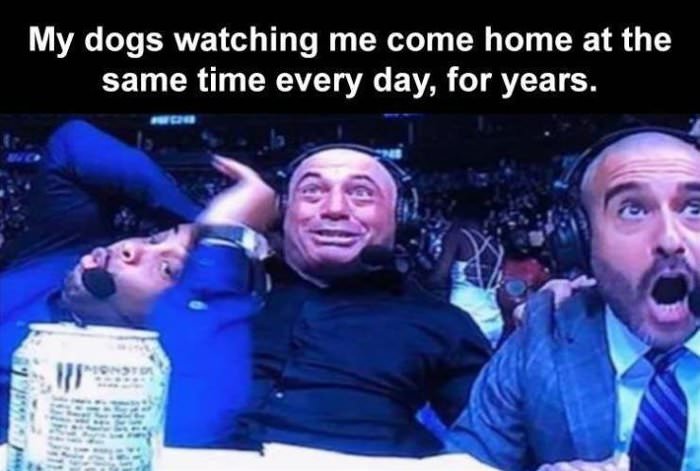 my dogs watching me come home