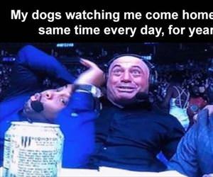 my dogs watching me come home