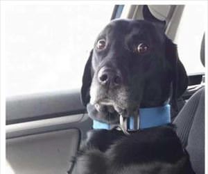 my emotional support dog