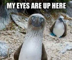 my eyes are up here ... 2