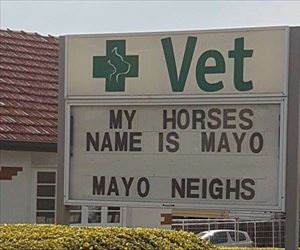 my horses name