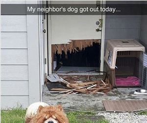 my neighbors dog