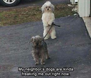 my neighbors dogs