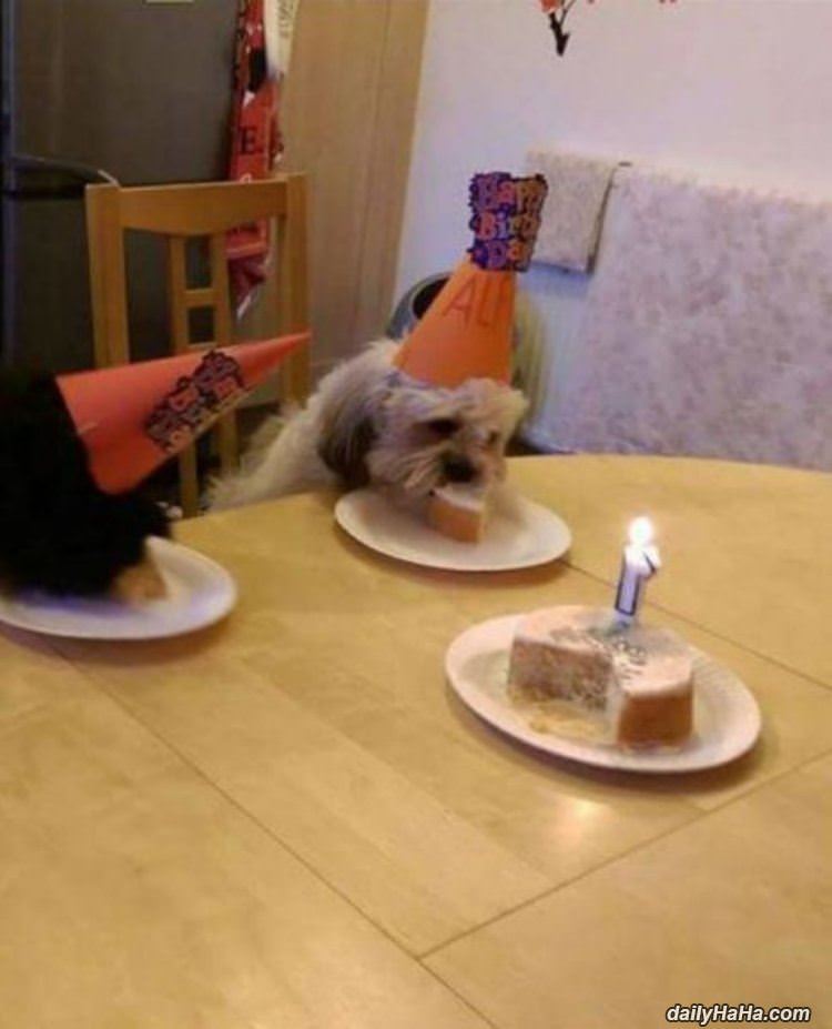 my birthhhhday funny picture