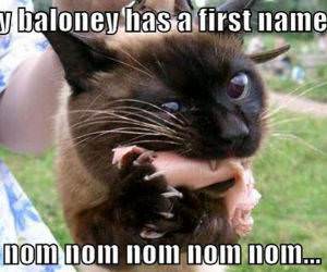 Bologna LOLCat