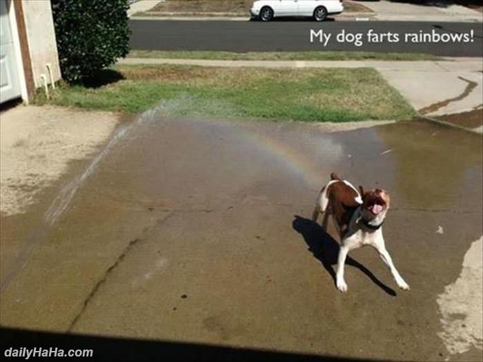 my dog farts rainbows funny picture