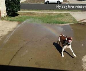 my dog farts rainbows funny picture