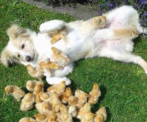 my dog gets all the chicks funny picture