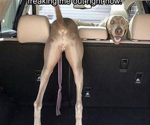 my dog is freaking me out funny picture