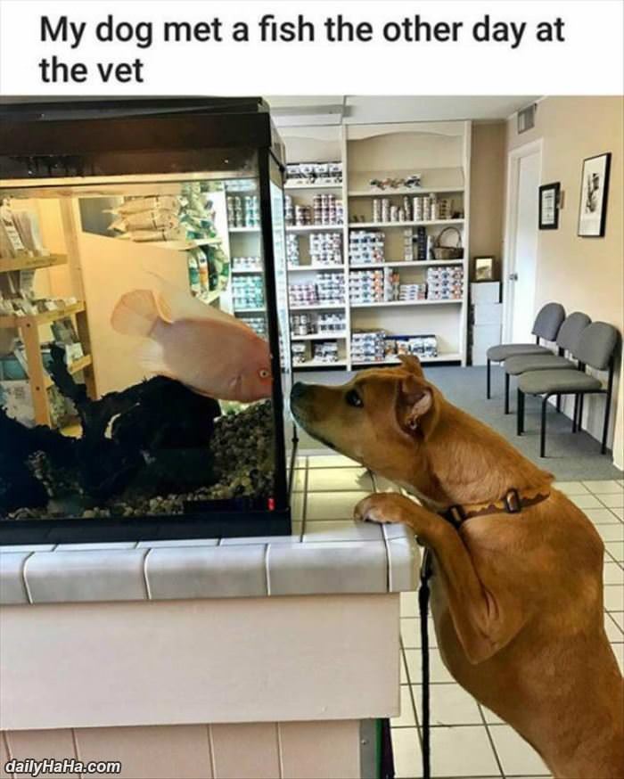 my dog met the fish funny picture