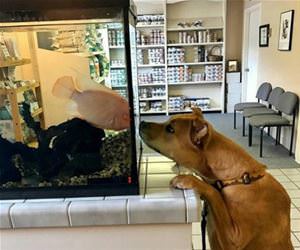 my dog met the fish funny picture