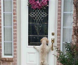 my dog ran away funny picture