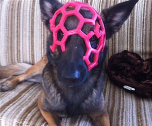 my dog tghe super villain funny picture