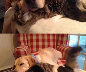 my dog uses my cat as a pillow funny picture