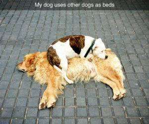 my dog uses other dogs funny picture
