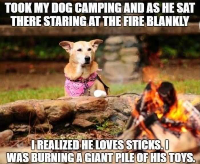 my dog watching the fire funny picture